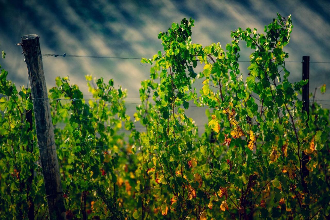 Filodivino Wine Resort & Spa San Marcello  Luaran gambar